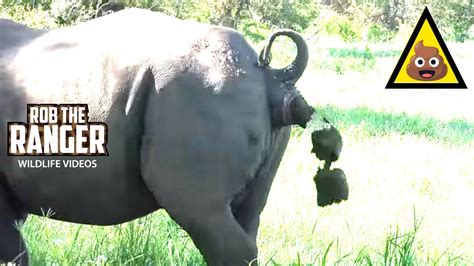 Rhino Poop Explosion! .